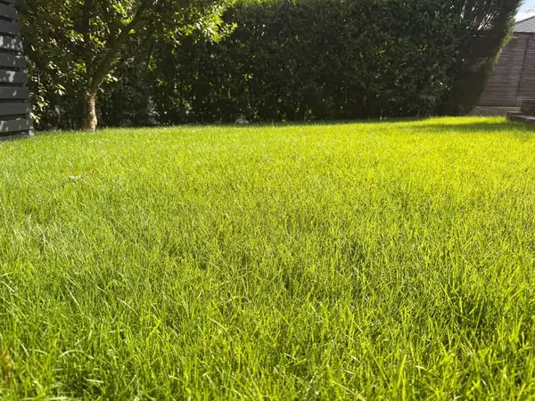 Frisch gemähter, dichter Rasen vor einer Hecke